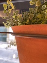 Pot de fleurs Suspendu