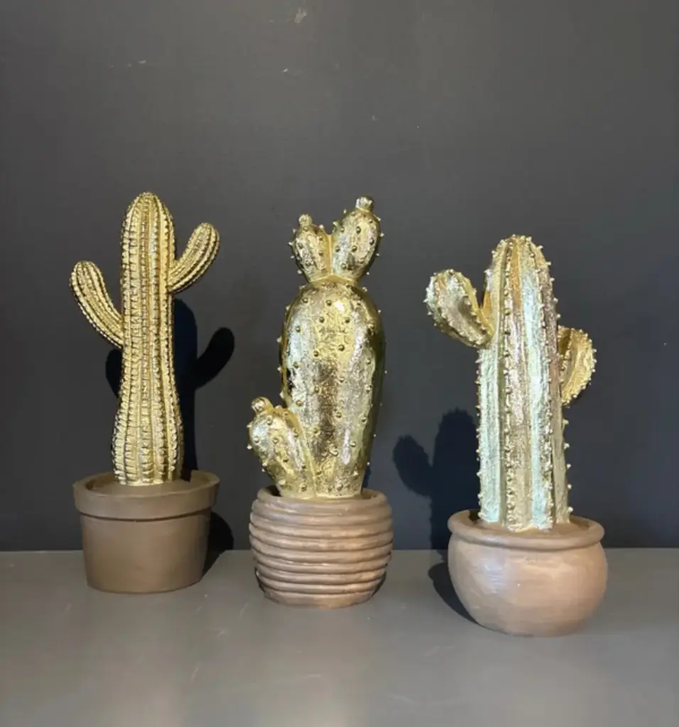 Cactus Doré