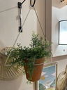 Pot de fleurs Suspendu
